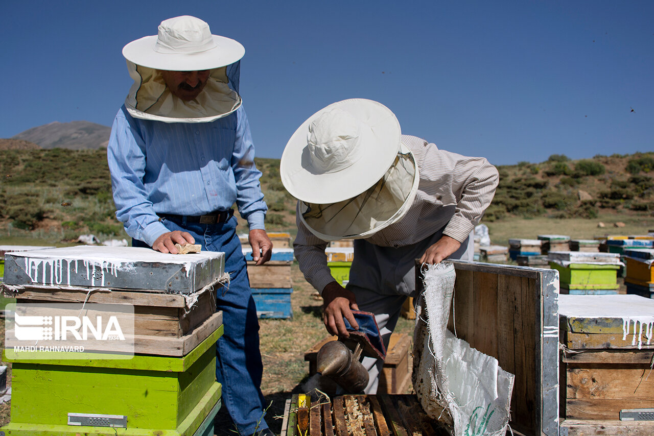 ۱۱ هزار نفر در زنبورستان‌های کردستان مشغول به فعالیت هستند