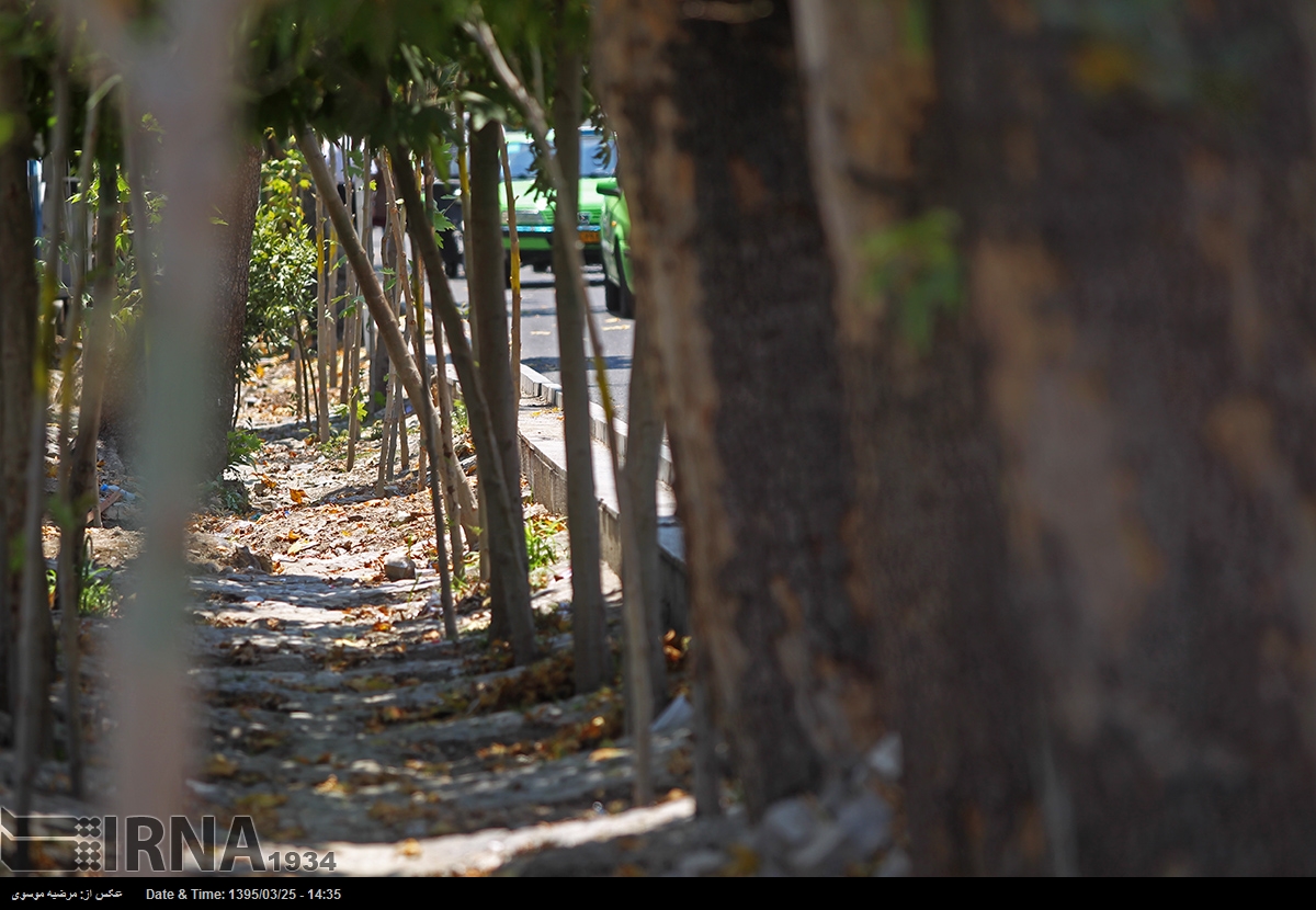 ۱۱۷ میلیارد جریمه خشکاندن درختان ولیعصر کجا هزینه میشود؟