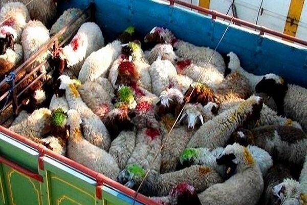 ۱۱۸ راس احشام قاچاق ارتفاعات مرزی سردشت کشف شد