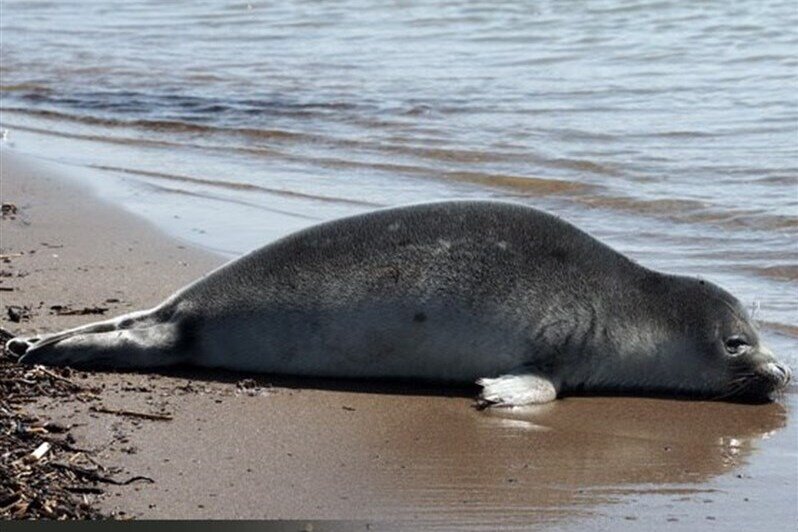 ۱۵هزار هکتاراز تالاب میانکاله خشک شد/ فرضیه مرگ فوک های خزر