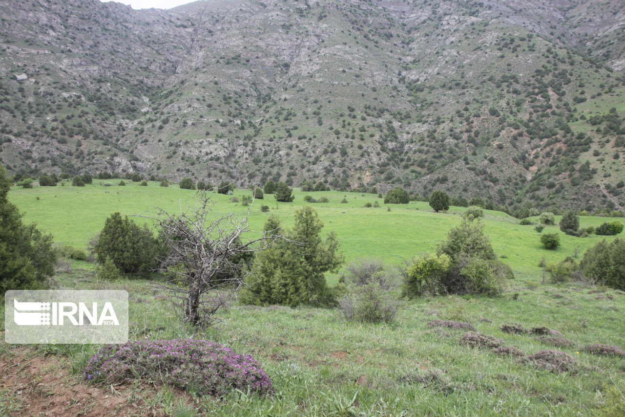 ۱۹ تیم یگان حفاظت در جنگل‌ها و مراتع استان اردبیل مستقر هستند