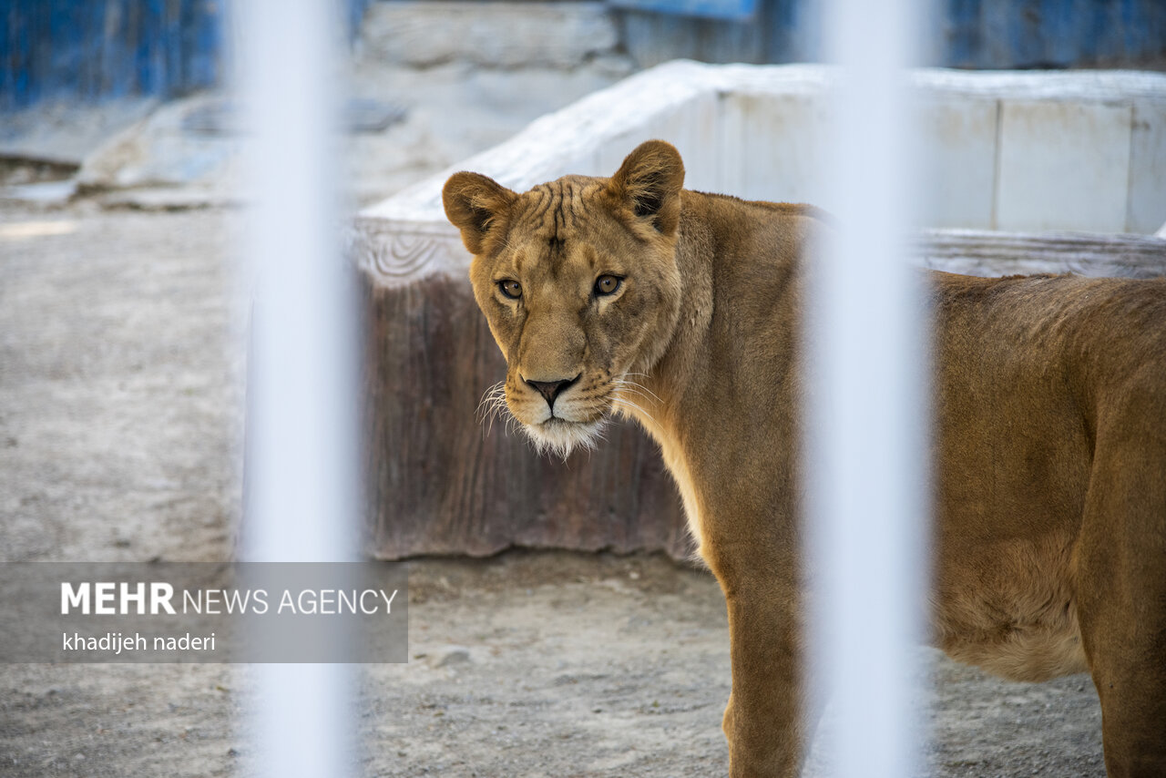 ۲ توله شیر آفریقایی در پارک وحش صفه اصفهان بدنیا
آمدند