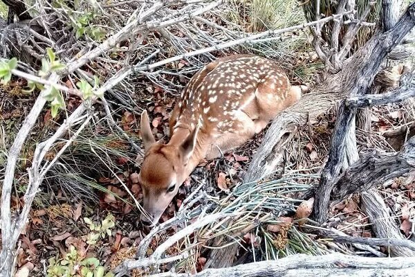 ۲ راس گوساله زرد ایرانی در پارک ملی دریاچه ارومیه به دنیا آمدند