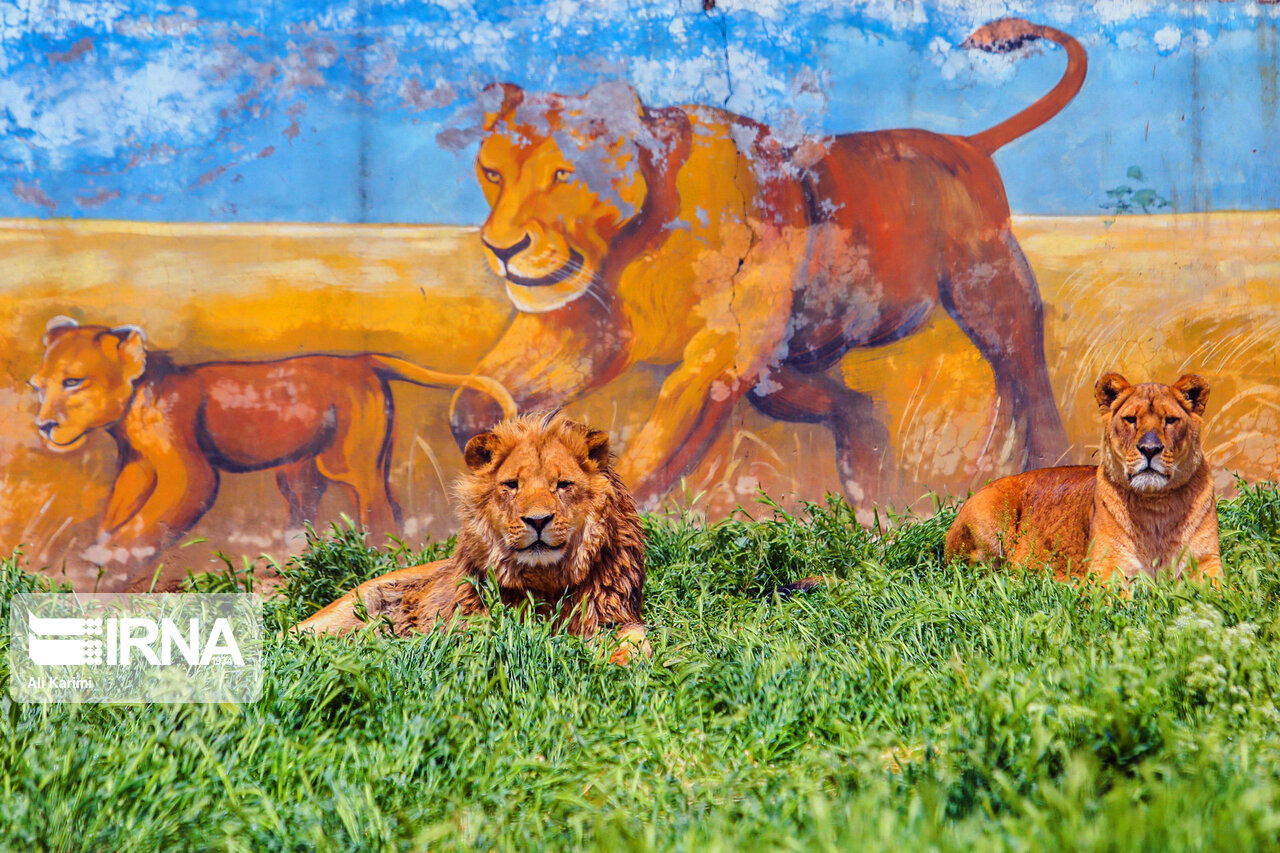 ۲ قلاده شیر فراری باغ وحش اراک زندهگیری شدند