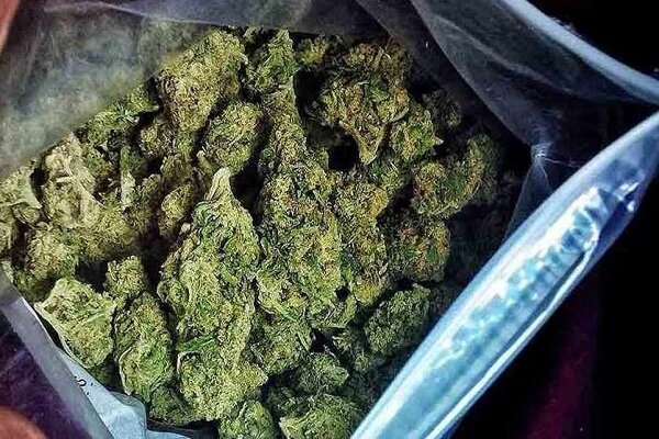 ۲۰ کیلوگرم مخدر گل در عملیات مشترک تهران و اصفهان کشف شد