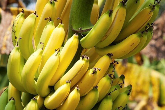 ۲۴ تن موز قاچاق در بازرگان کشف شد