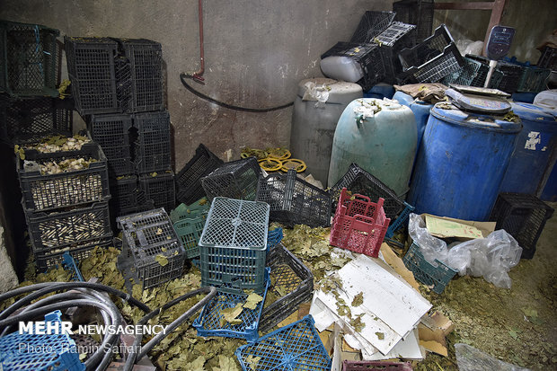 ۲۵ هزار لیتر آب‌انگور در میدان میوه و تره‌بار تهران امحاء شد