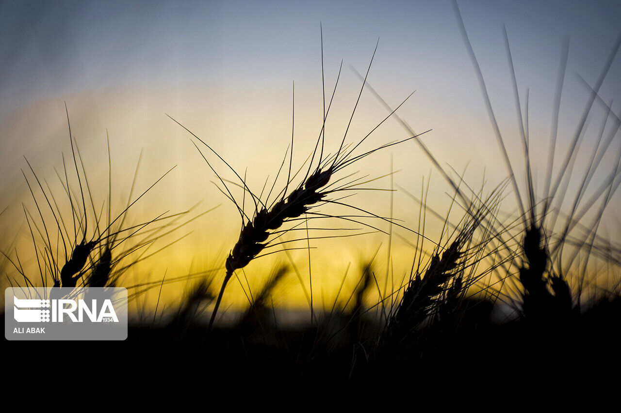 ۲۵۰ هزار تن گندم از کشاورزان کردستانی خریداری شد