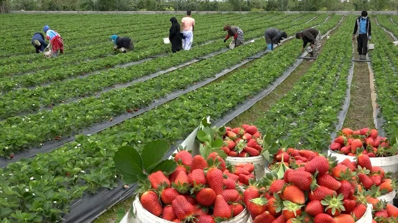 ۲۵۰۰ میلیارد تومان آمادگی سرمایه گذاری در حوزه توت فرنگی کردستان