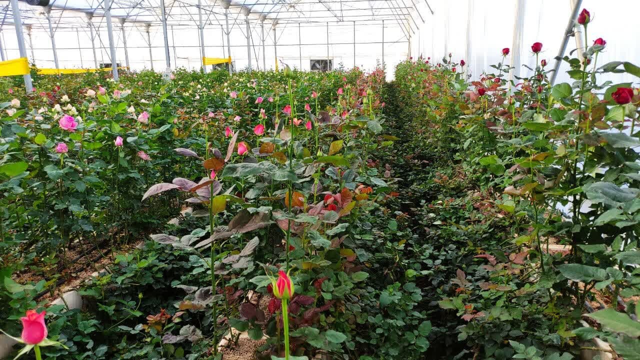 ۲۹۲ واحد گلخانهای در آذربایجان غربی فعالیت می کنند