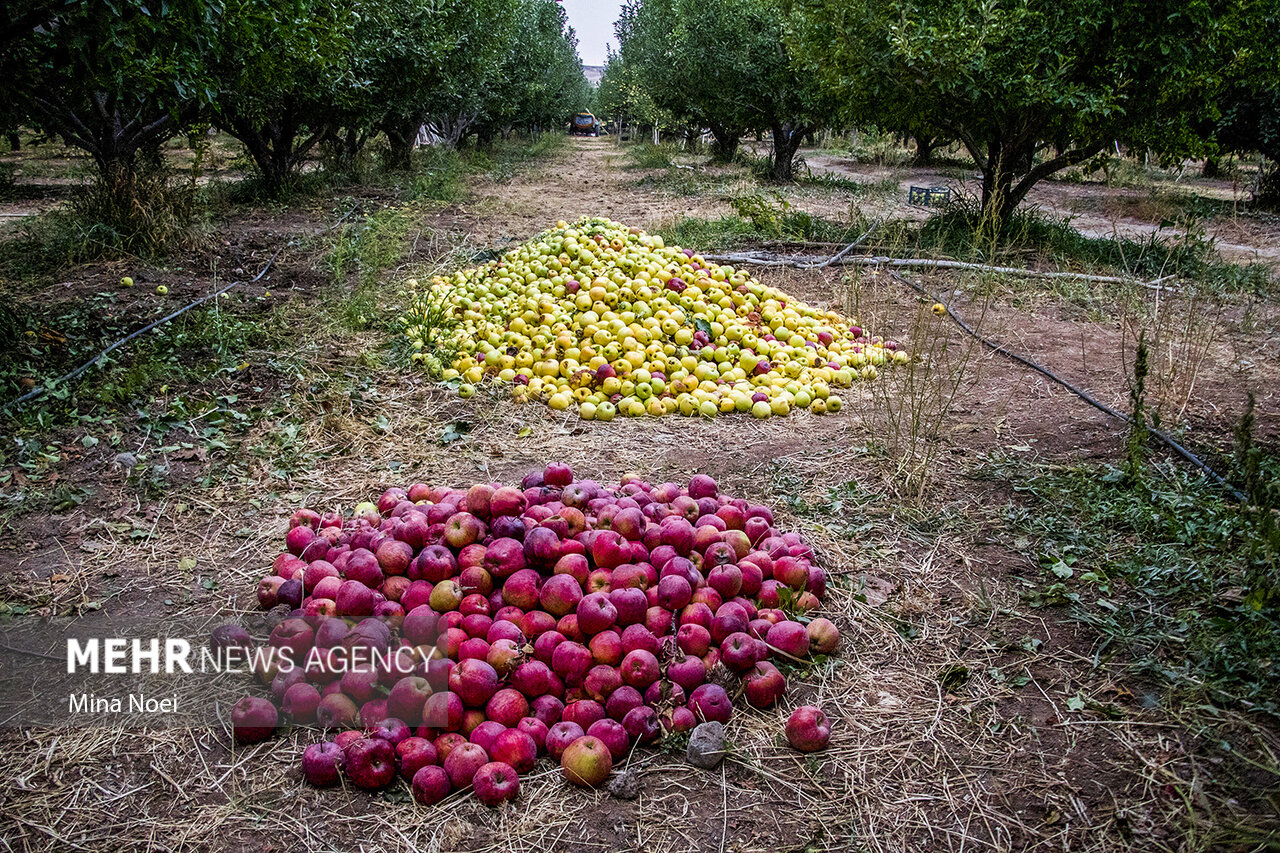 ۳۲ درصد از تولید سیب کشور در آذربایجانغربی تولید میشود