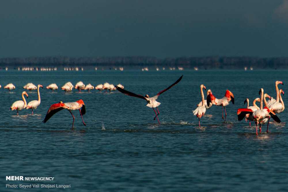۳۲ هزار بال پرنده در تالابهای نقده سرشماری شد