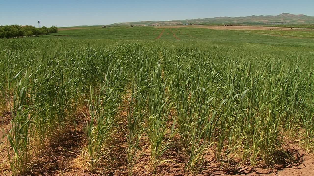 ۳۶۰ میلیارد ریال اعتبار به طرح جهش تولید در دیمزارهای آذربایجان غربی اختصاص یافت