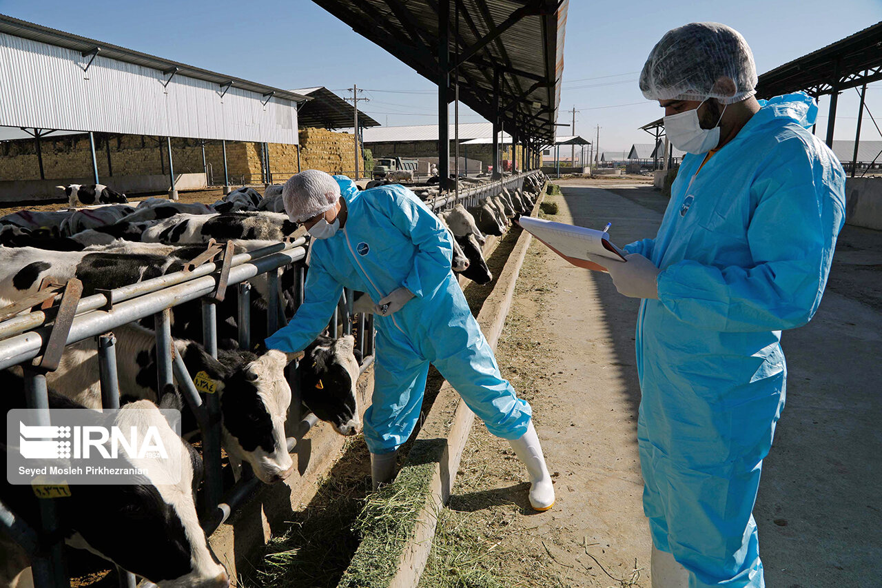 ۴۴ هزار آزمایش تخصصی در مراکز دامپزشکی کردستان انجام شد