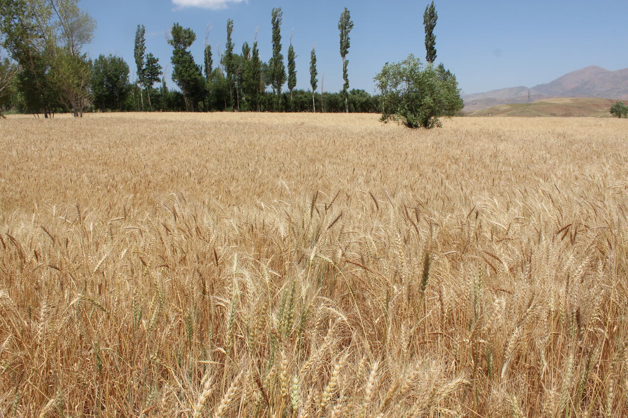 ۶۰۰ هزار هکتار از اراضی کردستان زیر کشت گندم رفته است