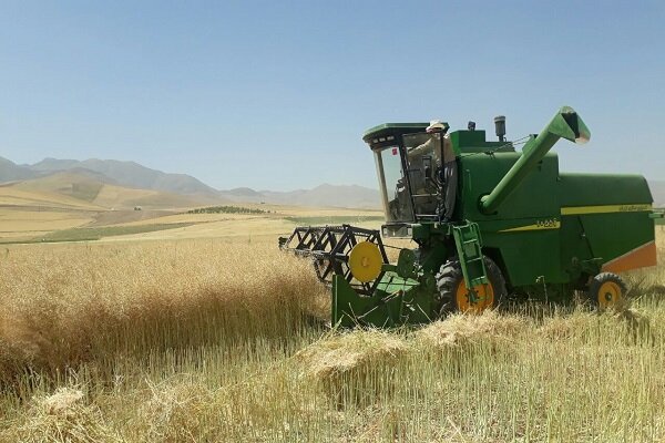 ۶۵۰ تن دانه روغنی کلزا در آذربایجان غربی خریداری شد