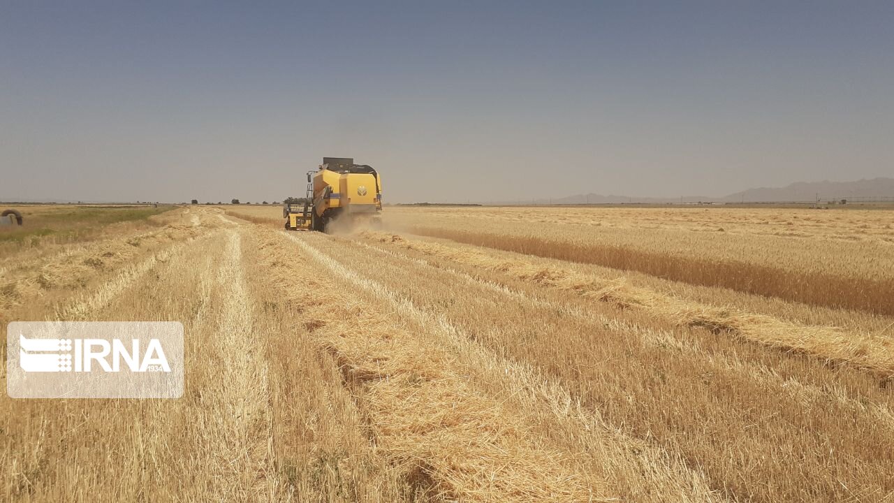 ۷۰ هزار تن جو در کردستان تولید می شود