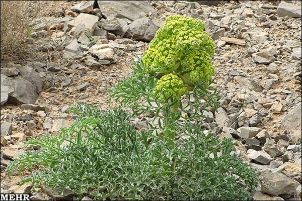 ۷۰ کیلوگرم بذر آنغوزه قاچاق در مرز زمینی دوغارون کشفشد