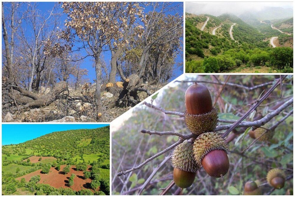 ۸ کانون آفت جوانه خوار بلوط در جنگل های سردشت سناسایی شد