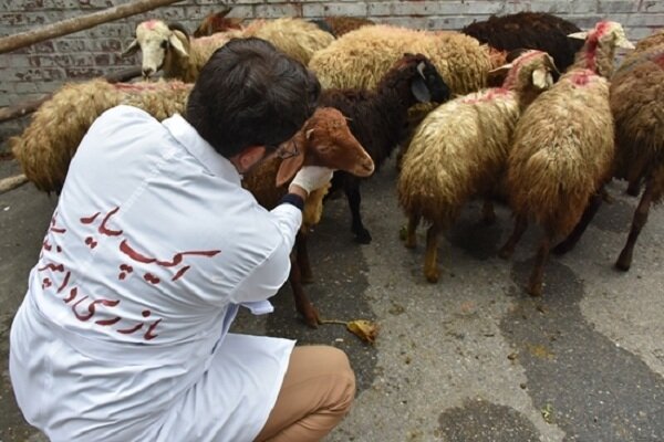 ۸۰ اکیپ دامپزشکی آذربایجان غربی نوروز ارائه خدمات بهداشتی میکنند