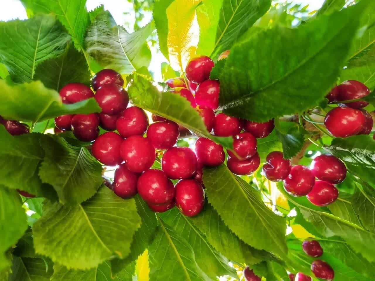 ۹۰ رویداد گردشگری در تیرماه/ از جشن گیلاس تا بازیهای محلی