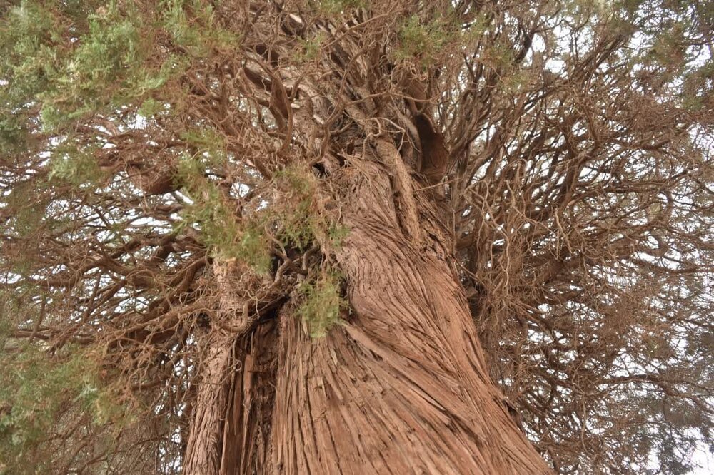 سرو کهنسال نصرت‌آباد شاهدیه در یزد ثبت ملی شد