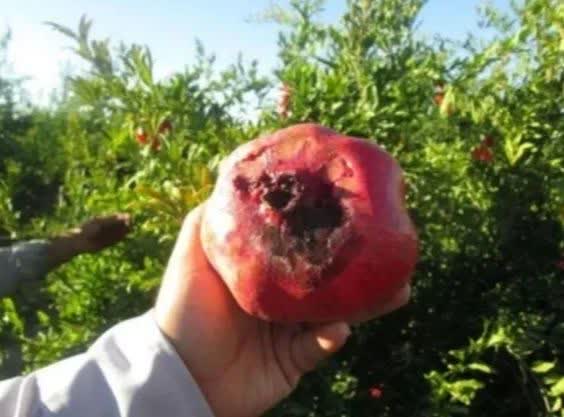 وقتی دانش هسته‌ای به کمک کشاورزی می‌آید؛