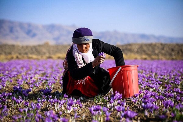 پرداخت ۳۲ درصد مطالبات زعفرانکاران/تسویه کل بدهی تا آخر سال