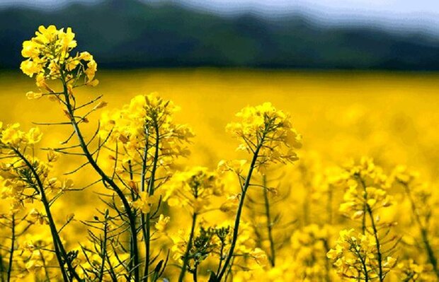 چه کسانی برای واردات دانه‎های روغنی ارز گرفتند؟