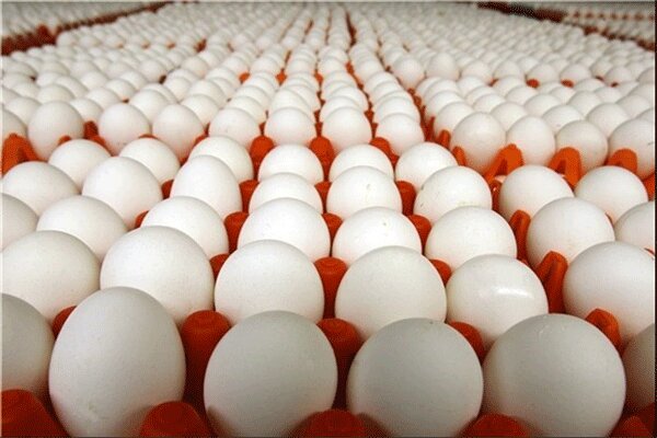 تولید ۶ هزار تن تخم‌مرغ در واحدهای مرغداری شهرستان قزوین