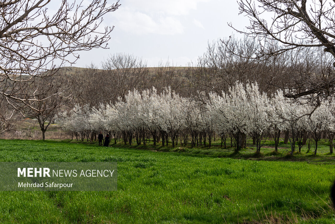 اتخاذ تمهیدات ویژه کشاورزان فیروزکوه جهت کاهش خسارات ناشی از سرما