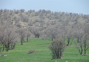 احیاء ۳ هزار و ۵۰۰ هکتار از اراضی جنگلی کرمانشاه
