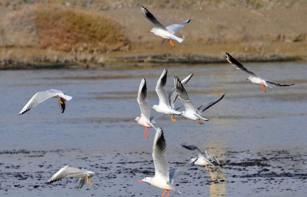 خطر بروز آنفلوانزای فوق حاد پرندگان در خوزستان وجود دارد