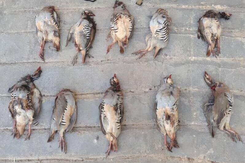 دستگیری ۳ شکارچی کبوتران وحشی در اسدآباد