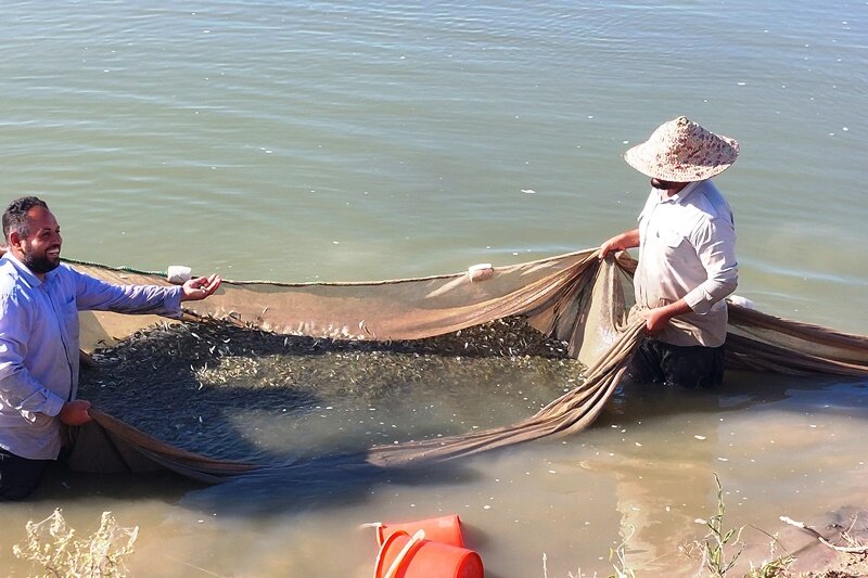 رهاسازی ۵۰۰ هزار قطعه بچه ماهی بومی در شوشتر