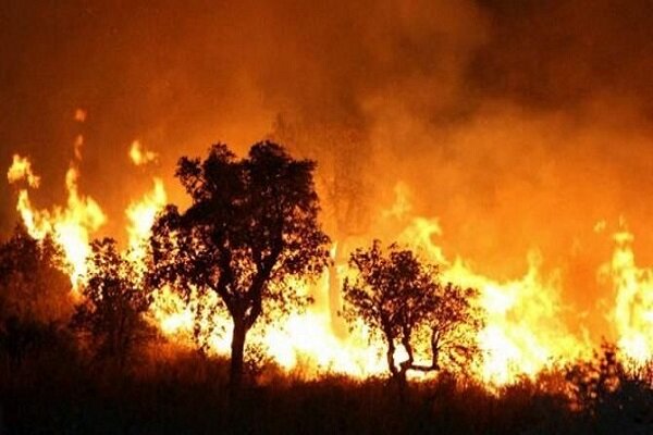 شمار قربانیان آتش سوزی جنگل های الجزایر به ۴۱ نفر رسید