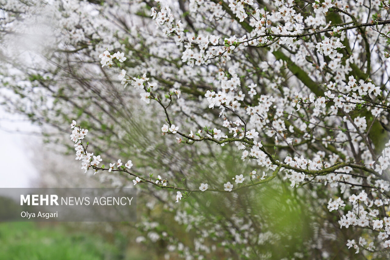 شکوفه‌های بهاری – گلستان