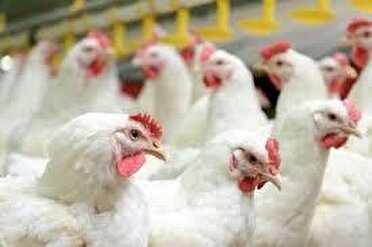 کشف ۱۳۰۰ کیلوگرم مرغ زنده قاچاق در ثلاث باباجانی